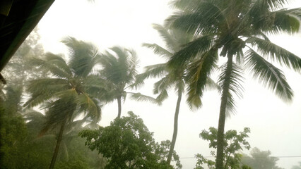 Fototapeta premium Palm trees swaying in hurricane winds concept. Tropical storm with palm trees swaying in heavy rain and wind.