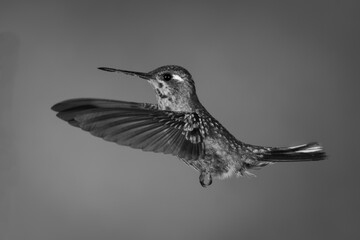 Fototapeta premium Mono female purple-bibbed whitetip flaps wings forwards