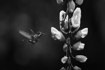 Fototapeta premium Mono female green thorntail hovers by flower