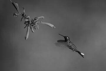 Fototapeta premium Mono female purple-bibbed whitetip flies toward fuchsia