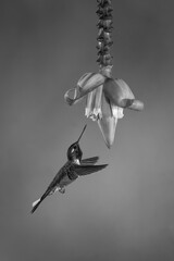 Fototapeta premium Mono female purple-bibbed whitetip hovers by flower