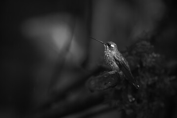 Obraz premium Mono female purple-bibbed whitetip looks up curiously