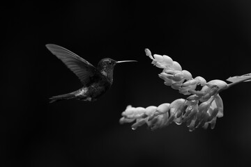 Obraz premium Mono male crowned woodnymph hovers near flower