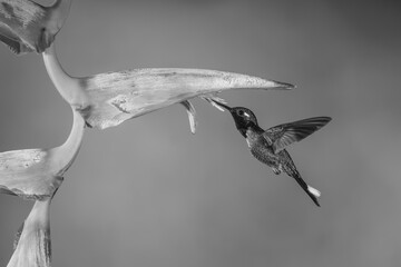 Obraz premium Mono male purple-bibbed whitetip drinking from heliconia