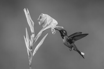 Obraz premium Mono male purple-bibbed whitetip drinks from lily