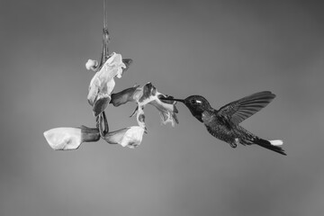 Obraz premium Mono male purple-bibbed whitetip feeds from trumpetvine
