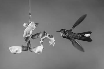 Obraz premium Mono male purple-bibbed whitetip twists towards trumpetvine