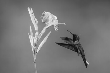 Fototapeta premium Mono male purple-bibbed whitetip hovers near lily