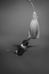 Fototapeta premium Mono male purple-throated woodstar hovers under flower
