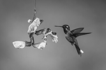 Fototapeta premium Mono male purple-bibbed whitetip hovers beside trumpetvine