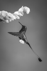 Fototapeta premium Mono male white-booted racket-tail approaches orange flower