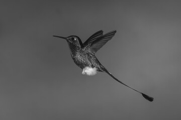 Fototapeta premium Mono male white-booted racket-tail against green background