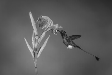 Fototapeta premium Mono male white-booted racket-tail drinks from lily