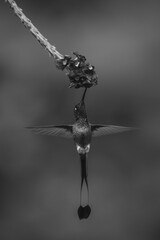 Fototapeta premium Mono male white-booted racket-tail drinks under flower