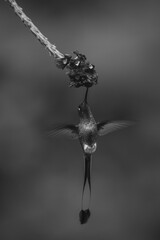 Fototapeta premium Mono male white-booted racket-tail feeding from flower