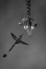 Fototapeta premium Mono male white-booted racket-tail flies toward flower
