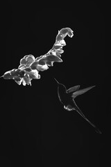 Fototapeta premium Mono male white-booted racket-tail flies towards flower