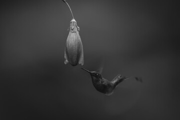 Fototapeta premium Mono male white-booted racket-tail flies under flower