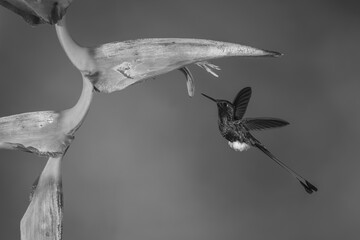 Fototapeta premium Mono male white-booted racket-tail flies under heliconia