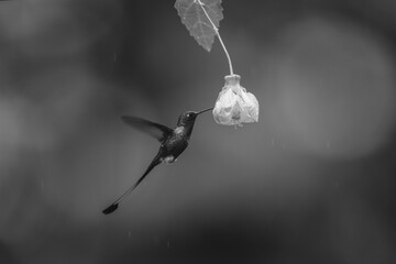 Fototapeta premium Mono male white-booted racket-tail hovers by flower