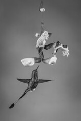 Fototapeta premium Mono male white-booted racket-tail hovers under trumpetvine