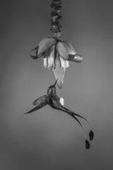 Fototapeta premium Mono male white-booted racket-tail hovers near flower