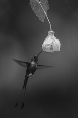 Fototapeta premium Mono male white-booted racket-tail near yellow flower