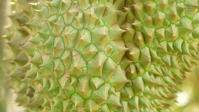 Gorgeous macro view of a durian's spiky rind. The detailed sharp green thorns form a beautiful, natural abstract pattern perfect for tropical agriculture themes.