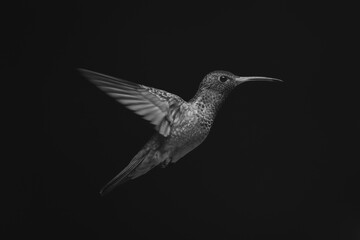 Fototapeta premium Mono rufous-tailed hummingbird in profile in sunlight