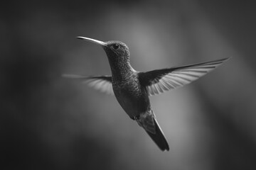Fototapeta premium Mono rufous-tailed hummingbird hovers against forest background