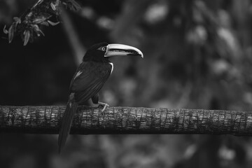 Naklejka premium Mono pale-mandibled aracari watches camera from branch