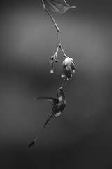 Fototapeta premium Mono male white-booted racket-tail under flower feeding