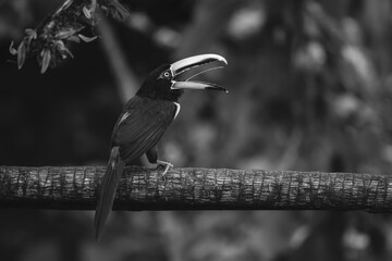 Naklejka premium Mono pale-mandibled aracari opens beak on branch