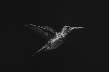 Fototapeta premium Mono rufous-tailed hummingbird in profile in sunshine