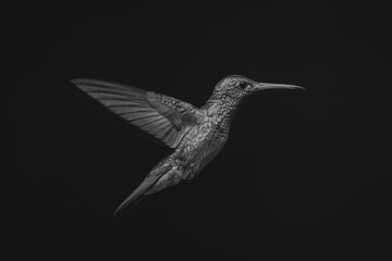 Fototapeta premium Mono rufous-tailed hummingbird in sunlight in profile