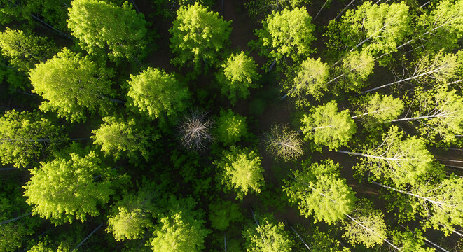 Breathtaking aerial perspective of a lush verdant woodland during the vibrant growth of springtime or summer season showcasing dense canopy and ecological beauty of nature.