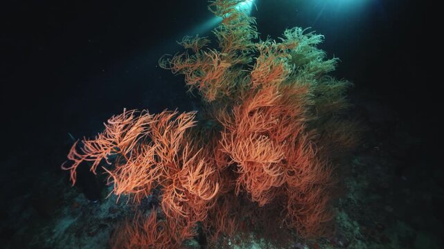 Divers shine a lantern deep underwater. Night diving in the Red sea near Egypt. Underwater landscape, rocky pinnacles, canyons, walls and caves. Beautiful array of marine life ready for exploration.