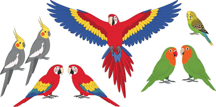 Colorful tropical parrots and pet birds set vector illustration collection