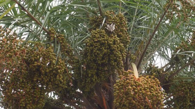 Large cluster of date fruits growing on a date palm tree