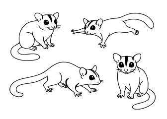 Sugar glider icon set in outline style, for animal coloring designs © Bambang