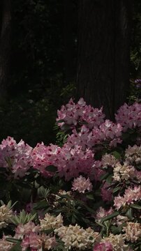 Lush Blooming Rhododendrons Surrounded by Tall Trees