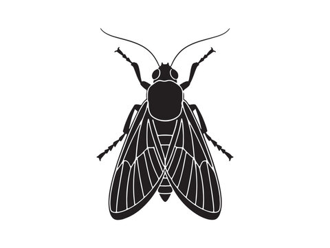 black fly insect, fly icon, insect illustration, bug graphic