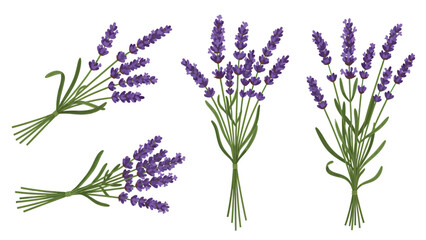 Fototapeta premium Four beautiful bundles of fresh lavender flowers with vibrant purple blossoms and green stems, arranged on a white background.