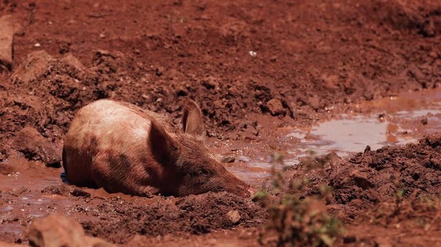 Domestic pig cooling off in muddy puddle on sunny organic farm field.