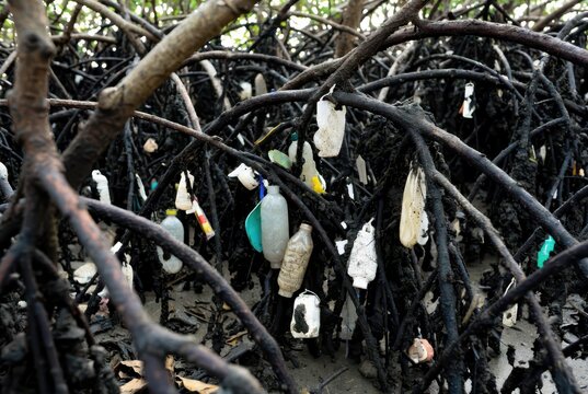 Plastic pollution entangled in mangrove roots, a stark symbol of environmental degradation.