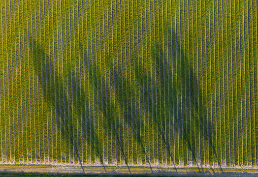 Aerial view of green agricultural fields with long tree shadows cast across the vertical rows during golden hour in Vogelenzang, North Holland, Netherlands.