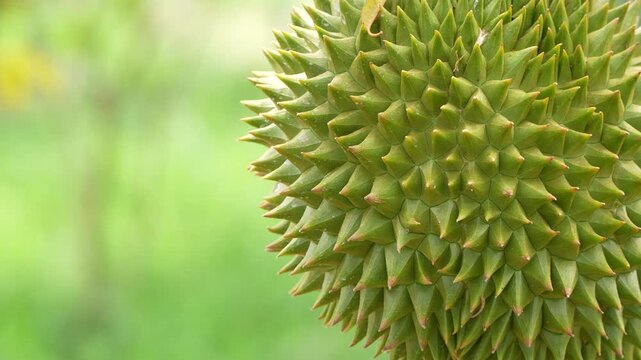 Stunning macro detail of a young durian's spiky texture. The right-aligned fruit leaves a beautiful soft green bokeh background on the left for text or design.