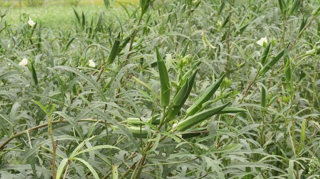 Green Okra Pods in Agricultural Farm