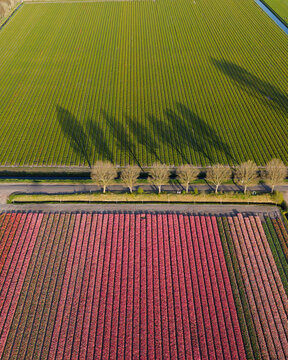 Aerial view of colorful tulip fields with rows of pink flowers and green crops separated by a road and a line of trees casting long shadows Vogelenzang, North Holland, Netherlands.