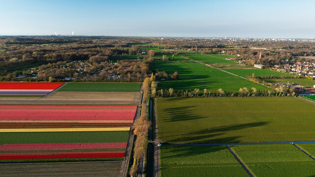 Aerial view of vibrant tulip fields in bloom with rows of red and yellow flowers next to green meadows and a line of trees Vogelenzang, Netherlands.